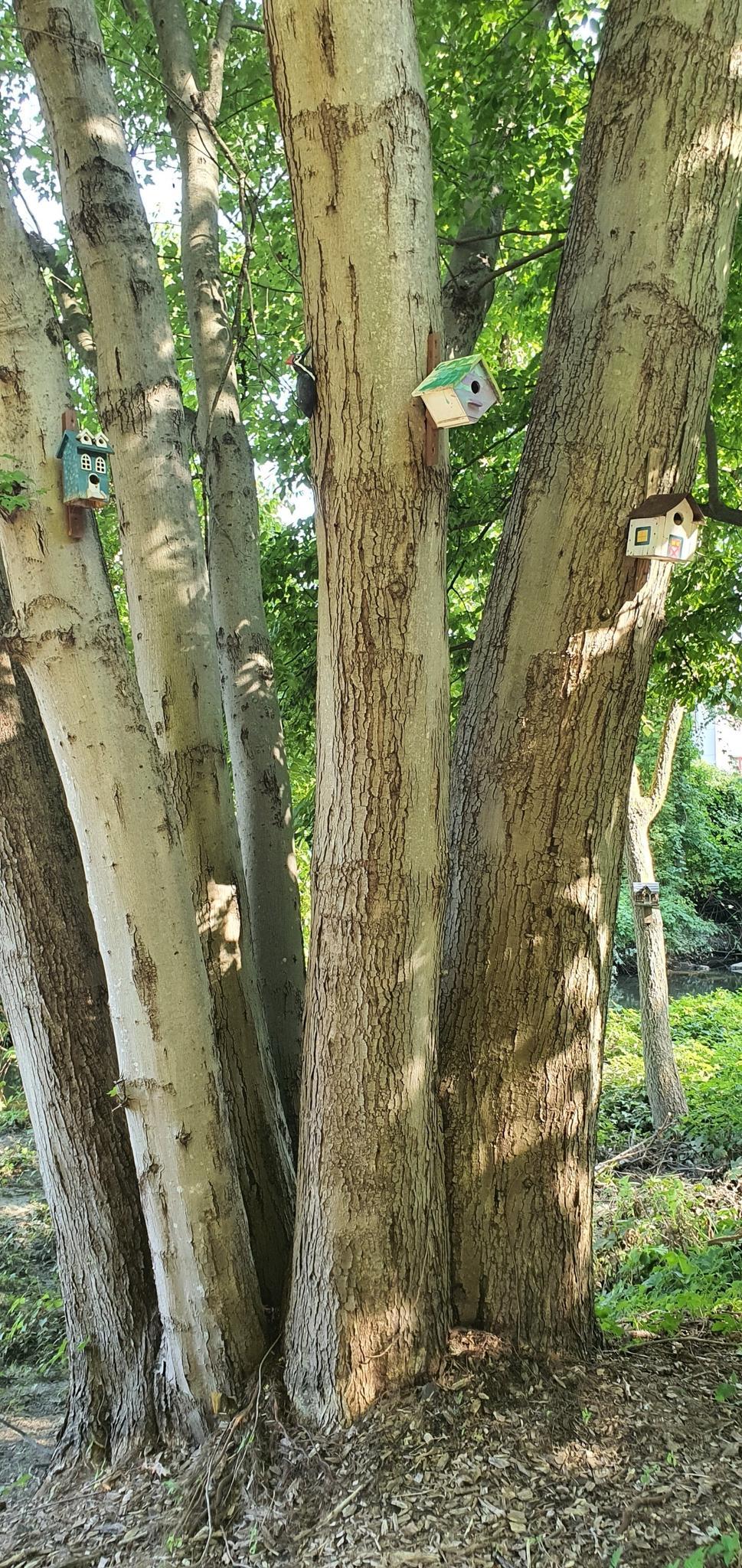 Multiple tree trunks with small, colorful birdhouses attached in sunlight.
