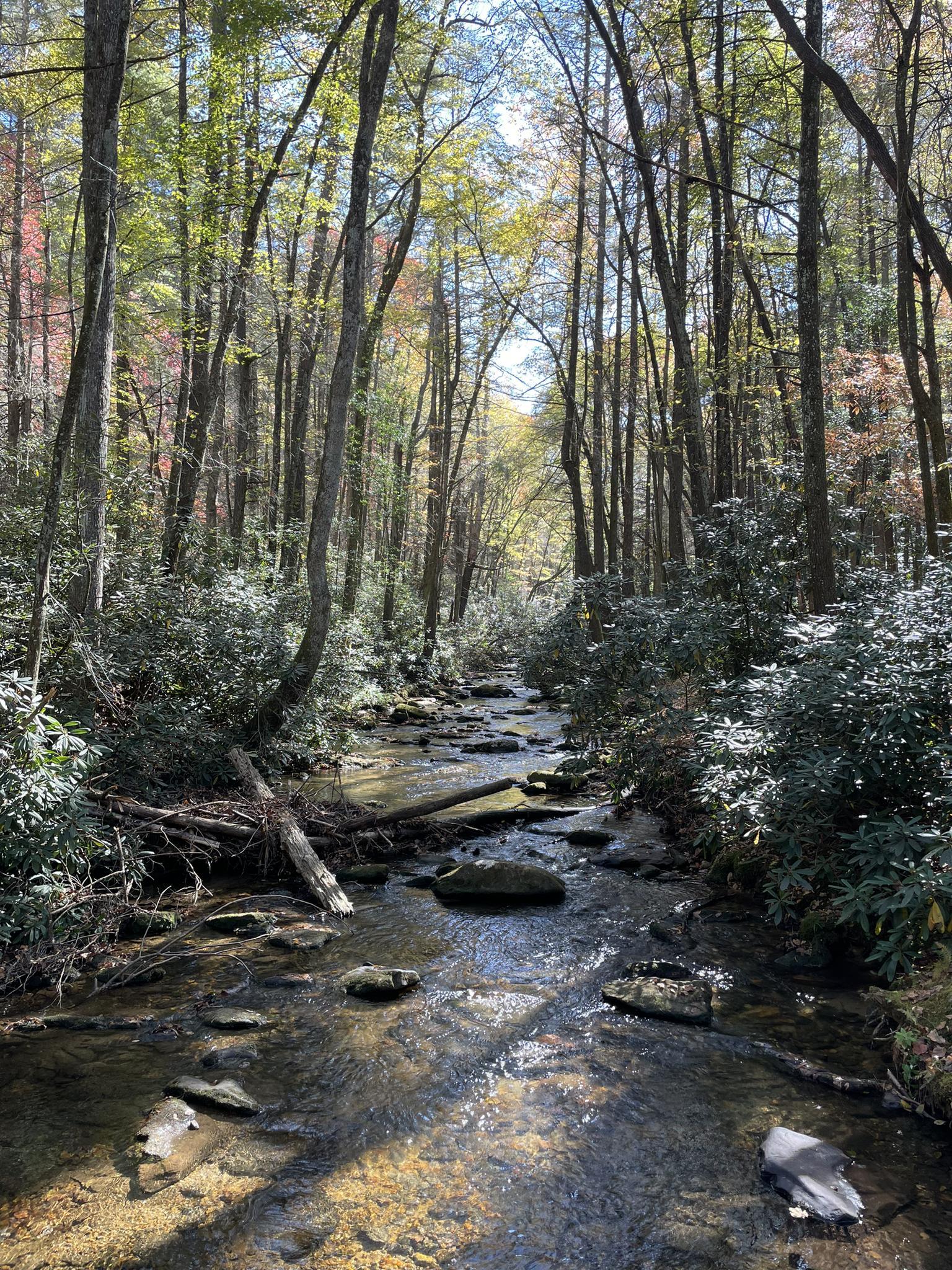 Sunlight dapples a rocky stream flowing through a vibrant, green forest.