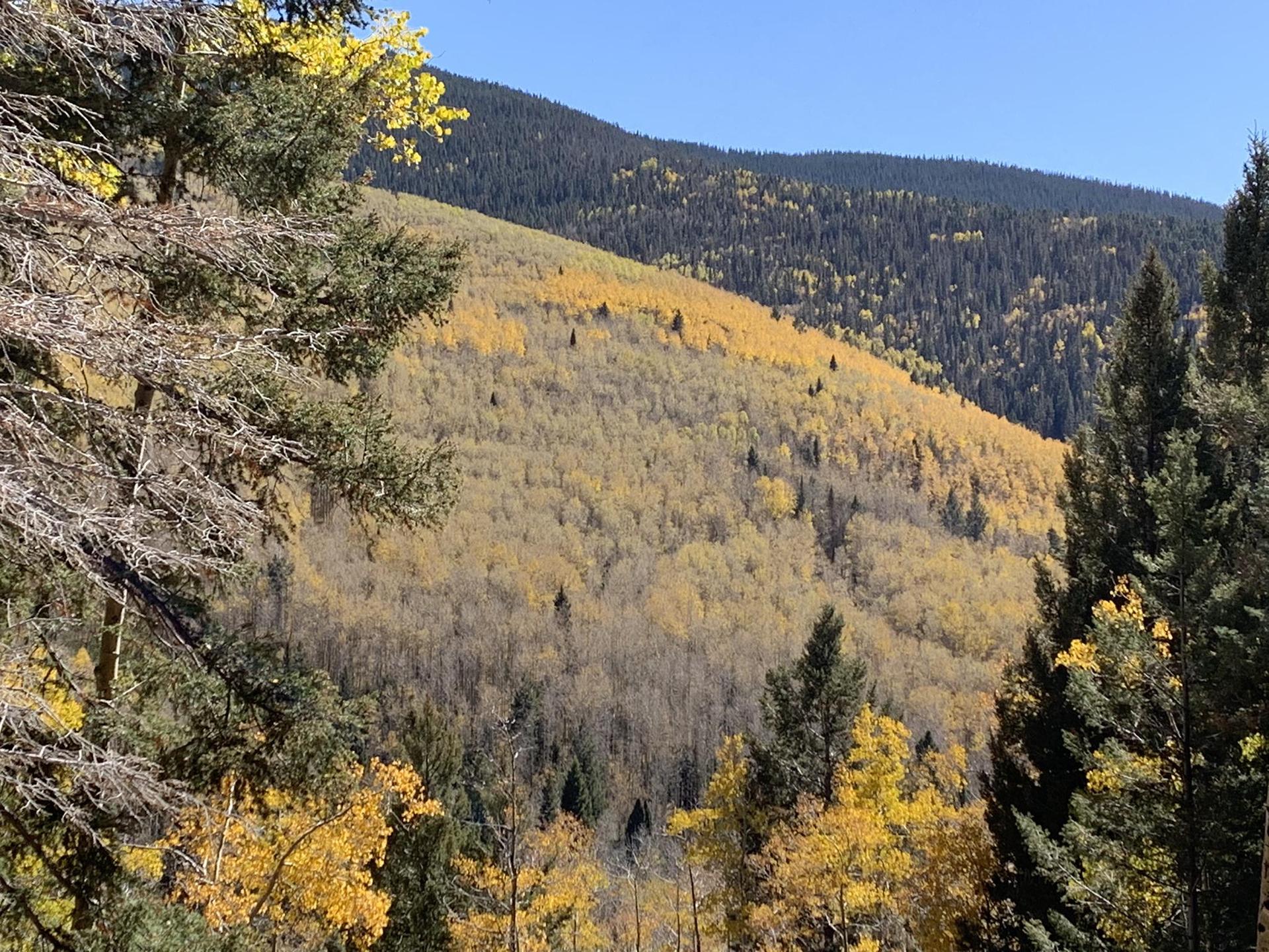 Mountain slope covered in vibrant yellow aspen trees under a clear sky.