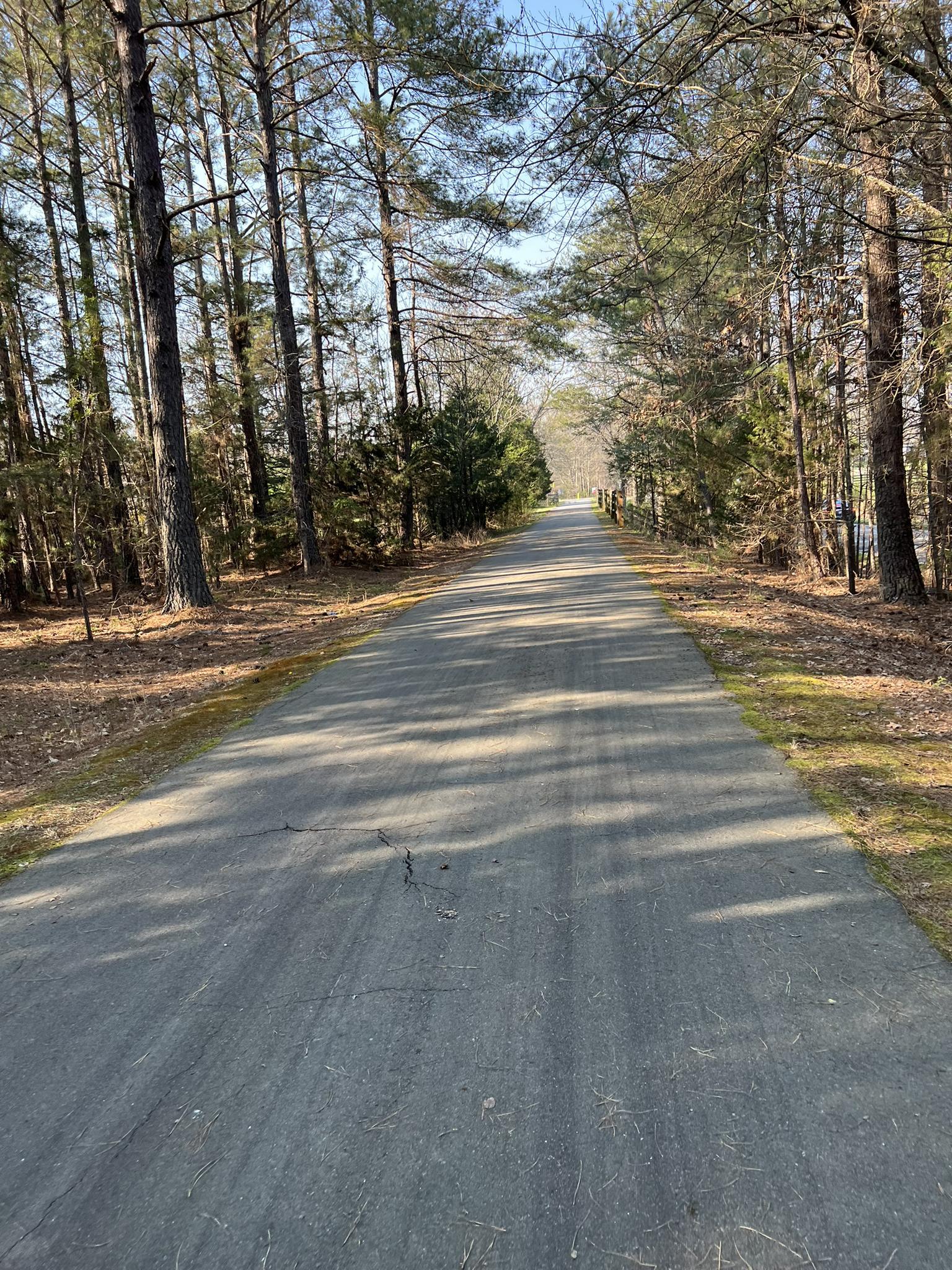 Paved path winding through a sunny forest with tall trees and dappled shadows.