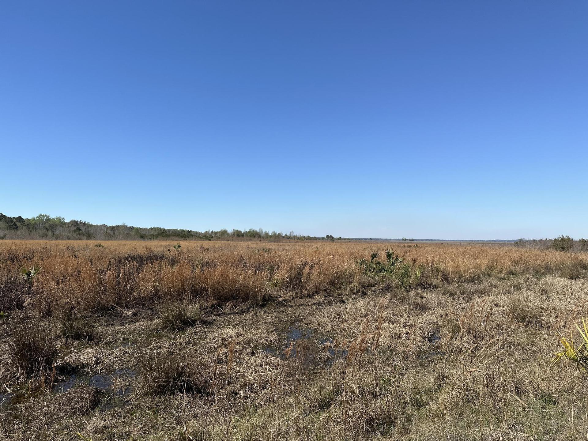Vast sunny marshland with golden grasses and distant trees under a clear blue sky.