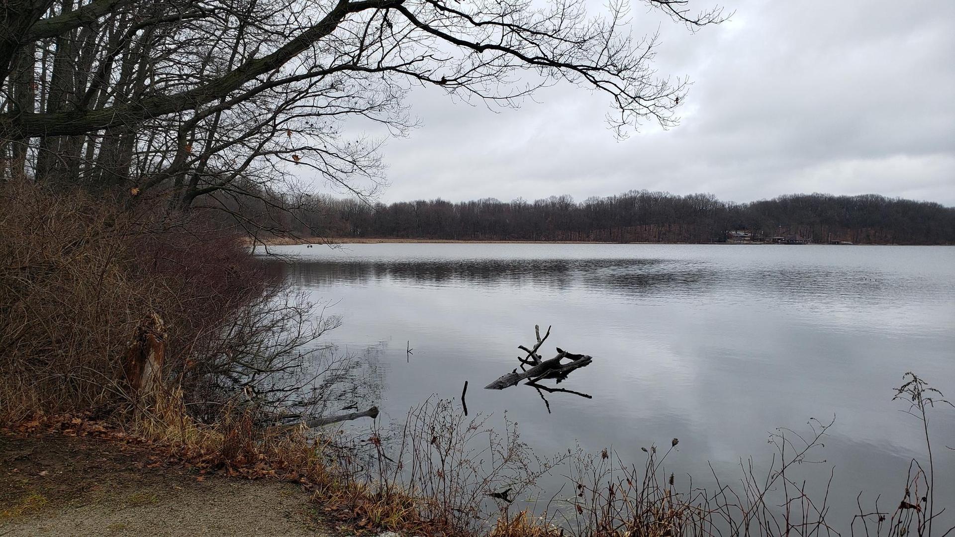Overcast day over a tranquil lake with bare trees and a fallen log in the water.