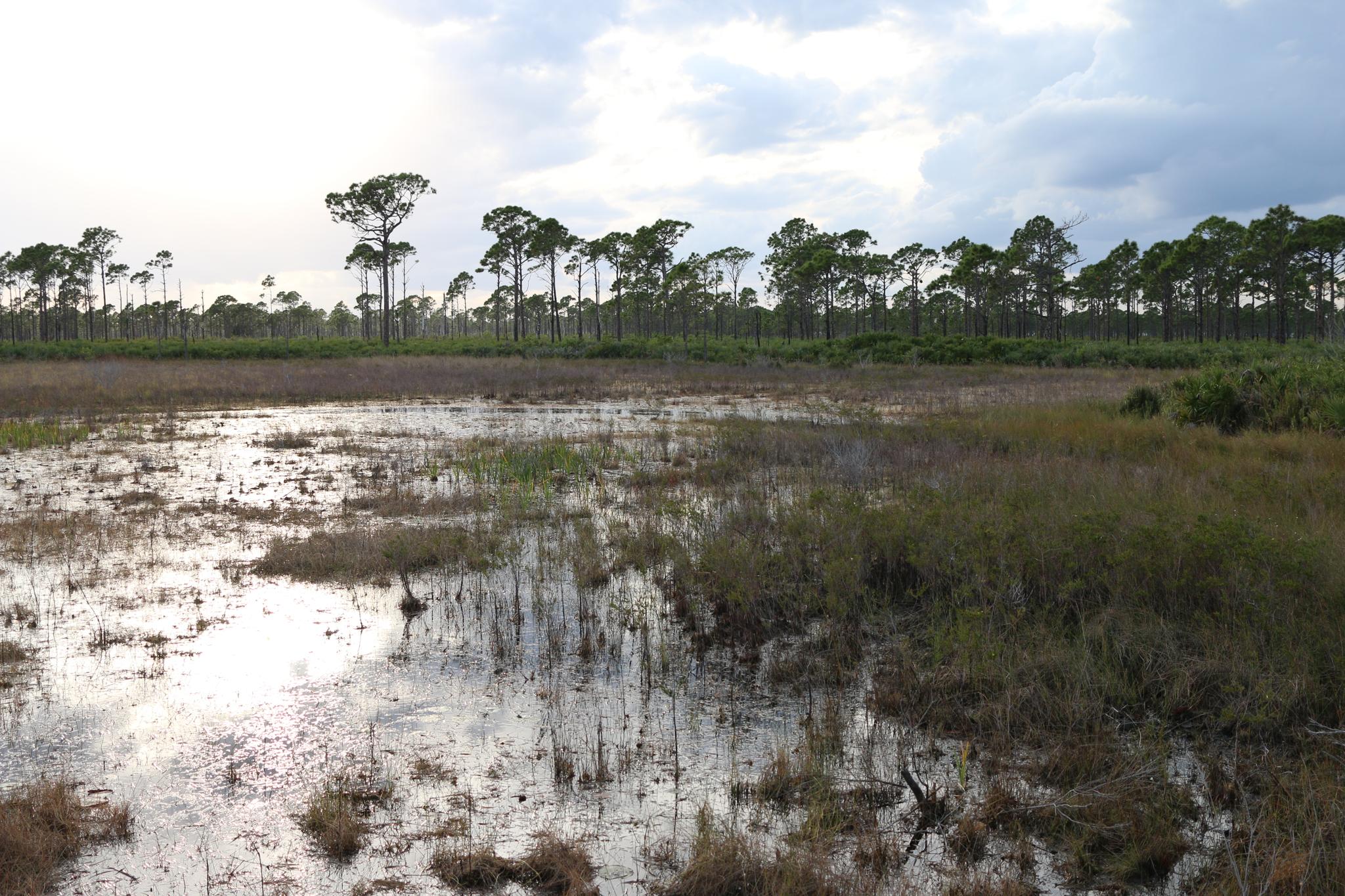 A marshy wetland with reflective water, green grasses, and distant pine trees under a cloudy sky.