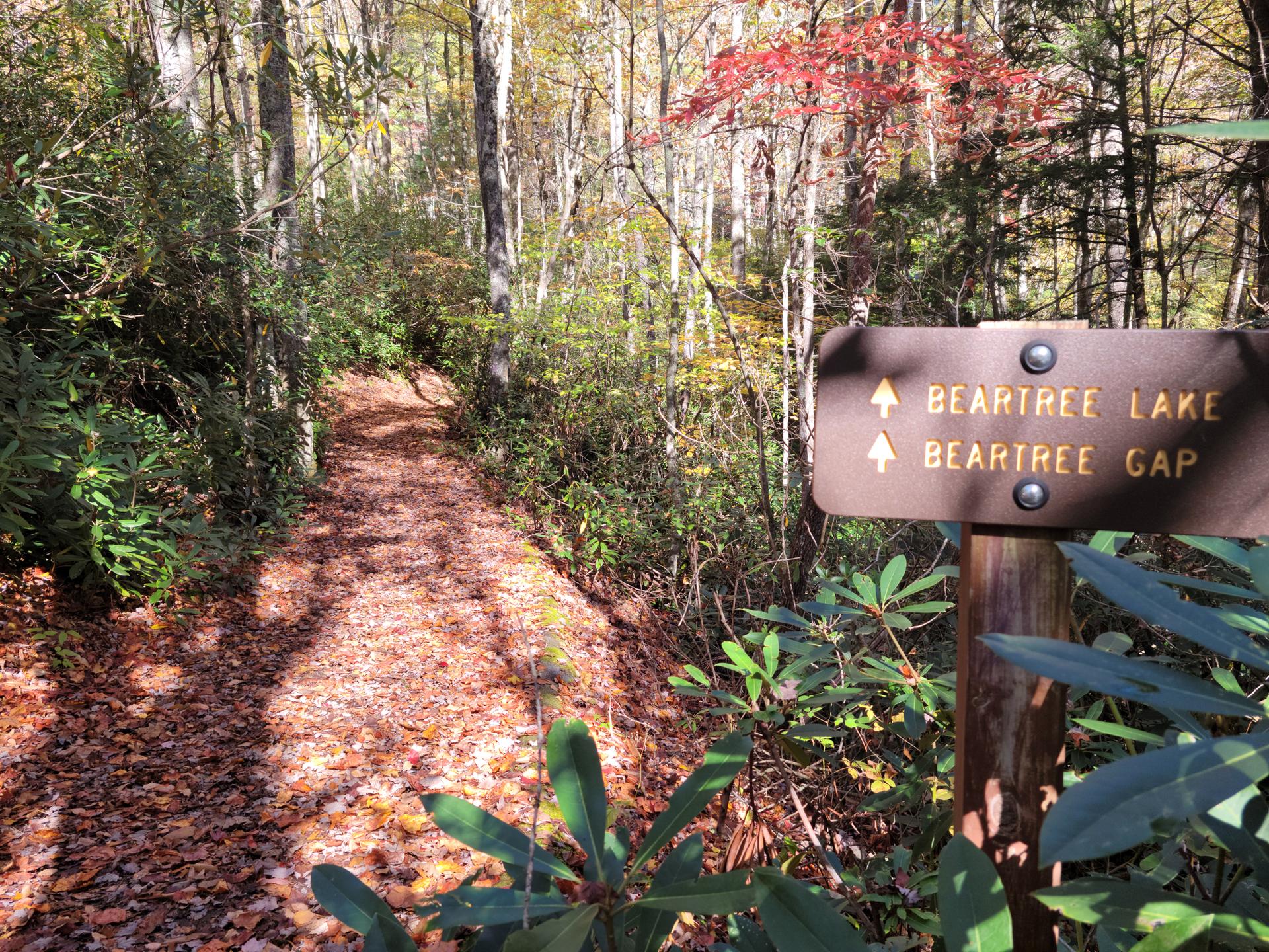 Sunny forest trail covered in autumn leaves with a wooden signpost.