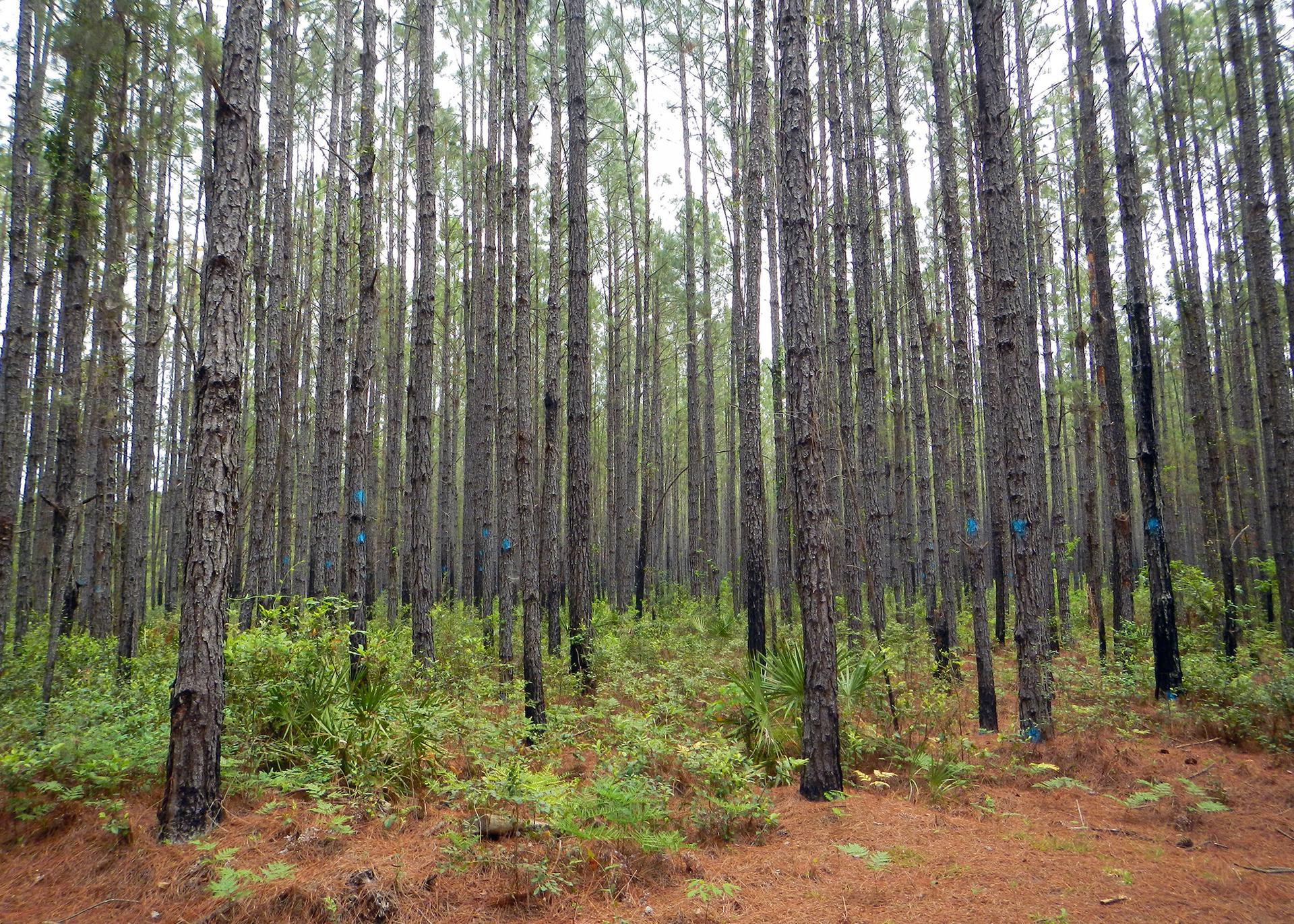 Dense pine forest with tall, slender trees and green undergrowth under diffuse light.