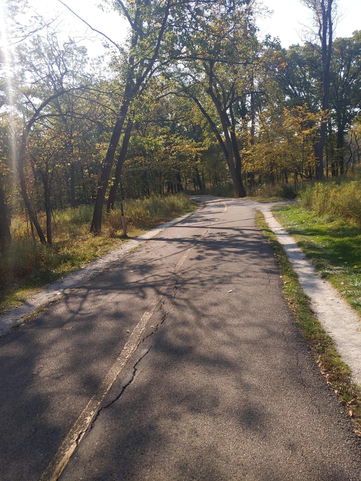 Sunlit paved path winding through a forest with tall trees and shadows.