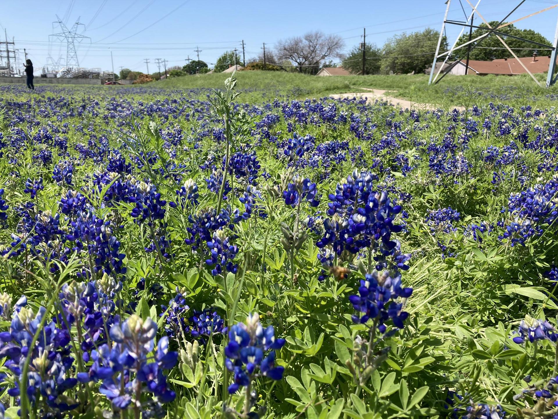 Bright sunny day over a vast field of vibrant blue wildflowers.