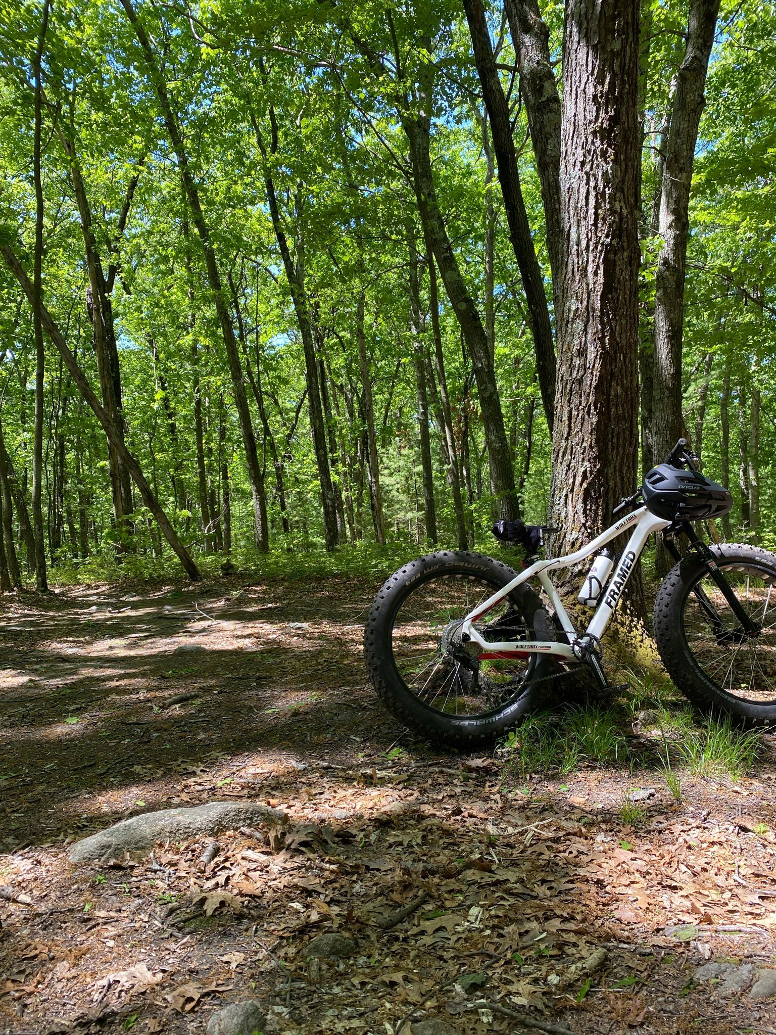 White mountain bike leaning against a tree in a sunlit green forest.