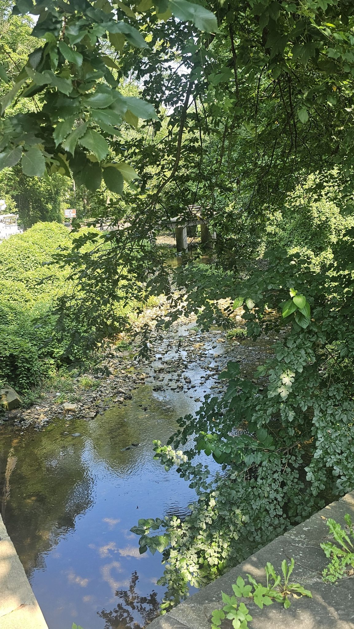 A rocky stream flows through dense green foliage on a sunny day. - Western Ridge and Valley Trail Loop