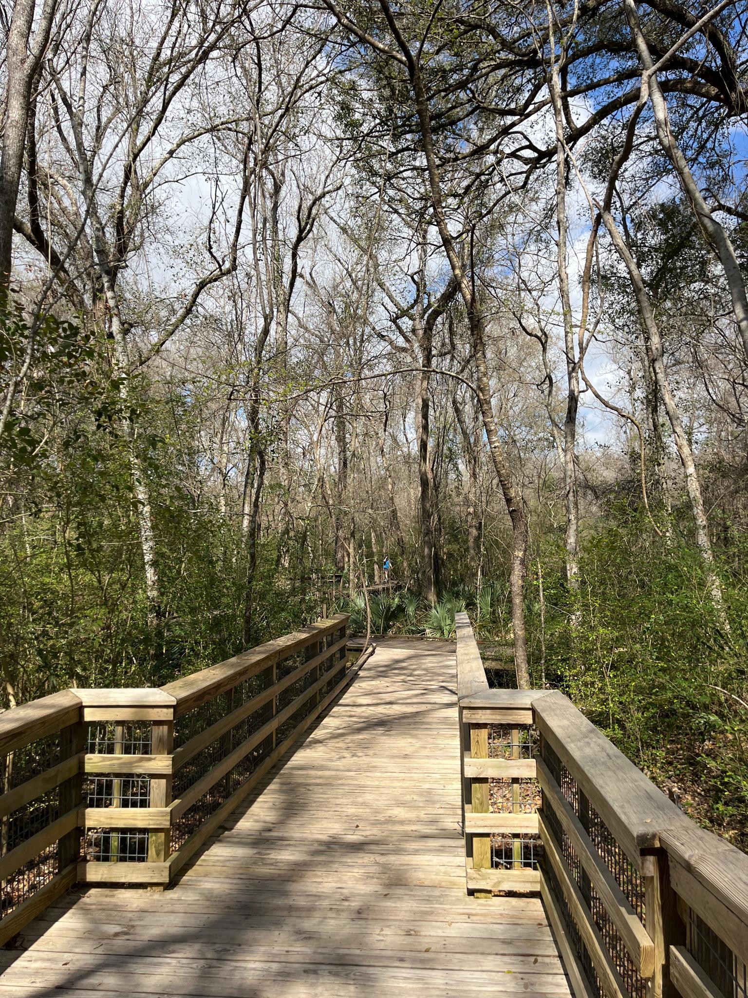 Sunny wooden boardwalk winding through a dense, green and bare forest.
