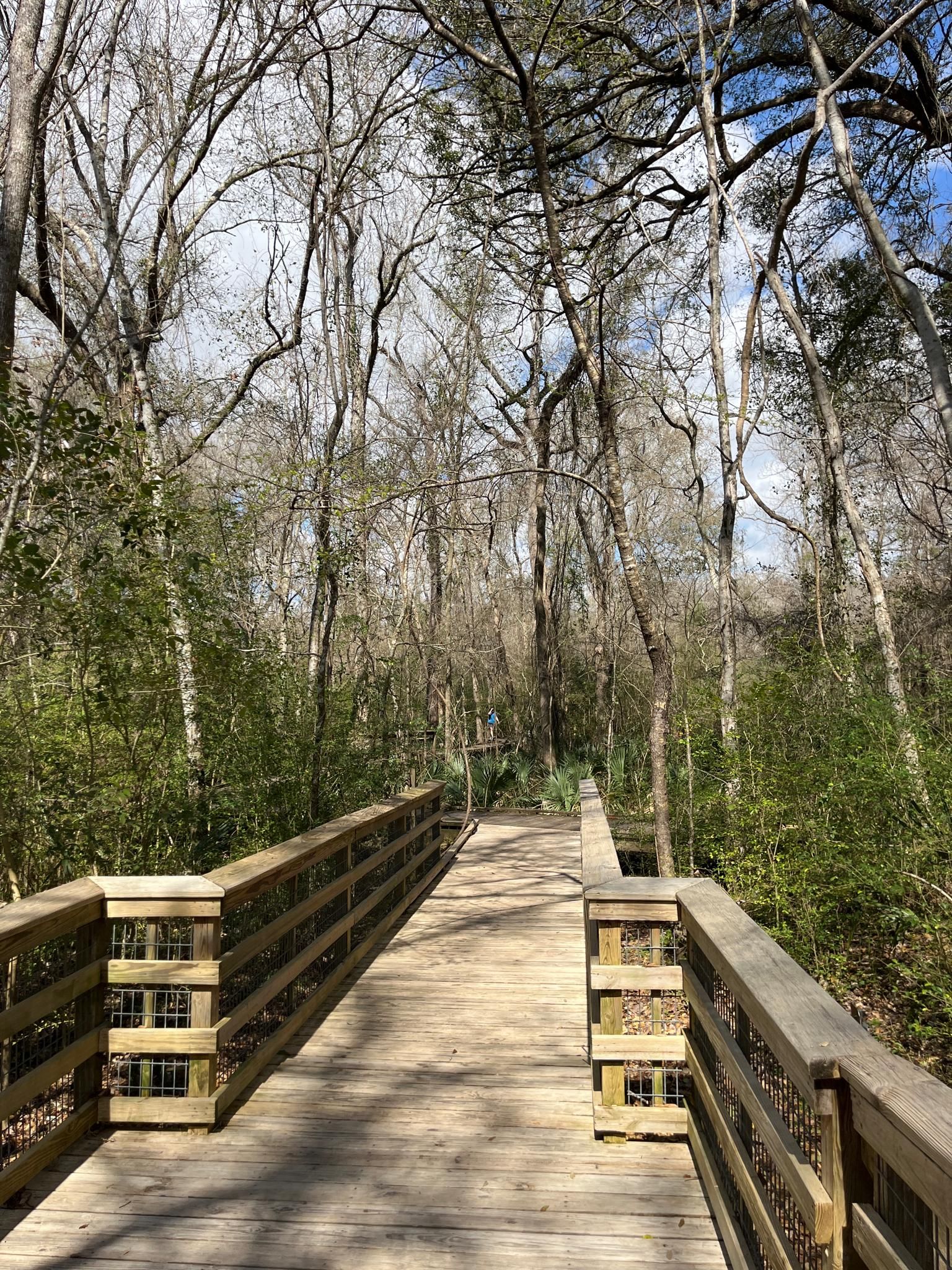 Sunny wooden boardwalk winding through a dense, green and bare forest. - Acadiana Nature Station Boardwalk