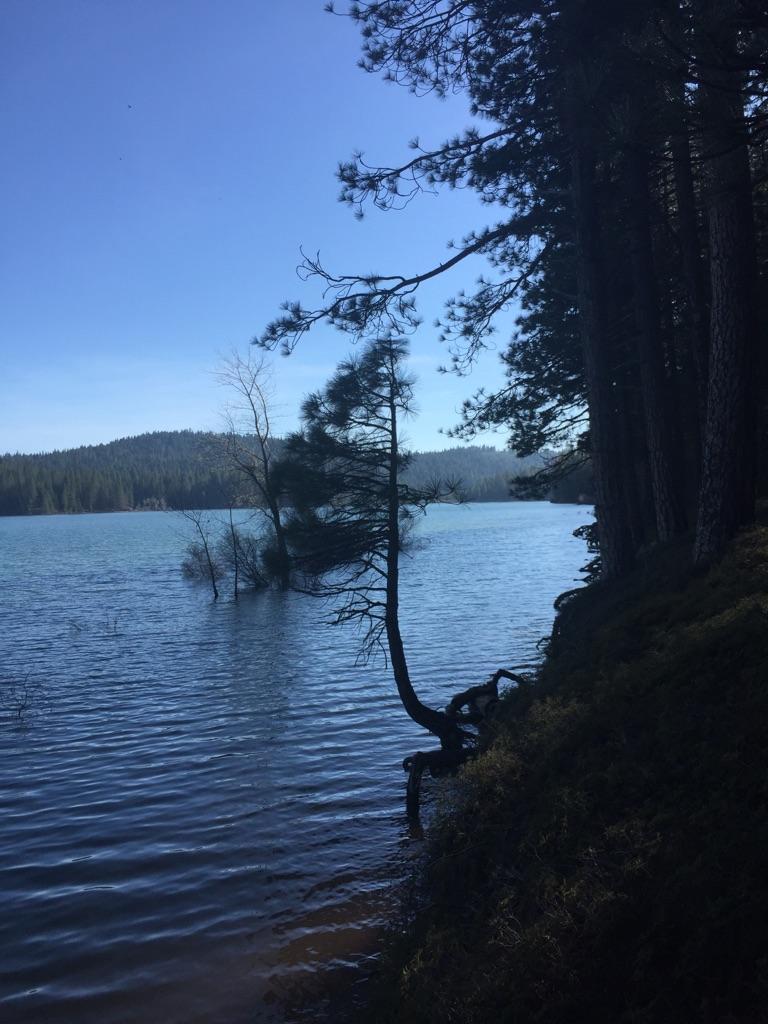 Dark forest shoreline with a bent tree over calm lake water.