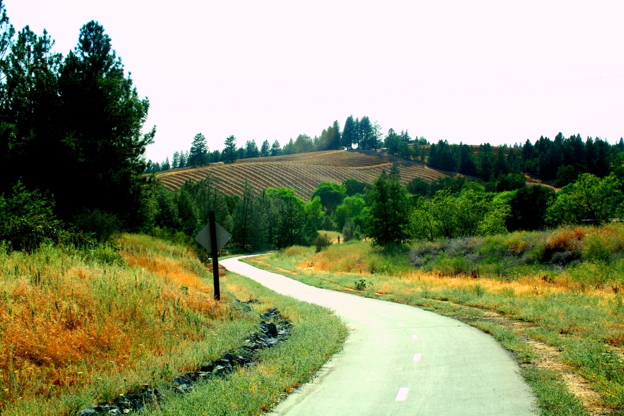 Sunny paved path winding through lush green and golden hills with trees. - El Dorado Trail