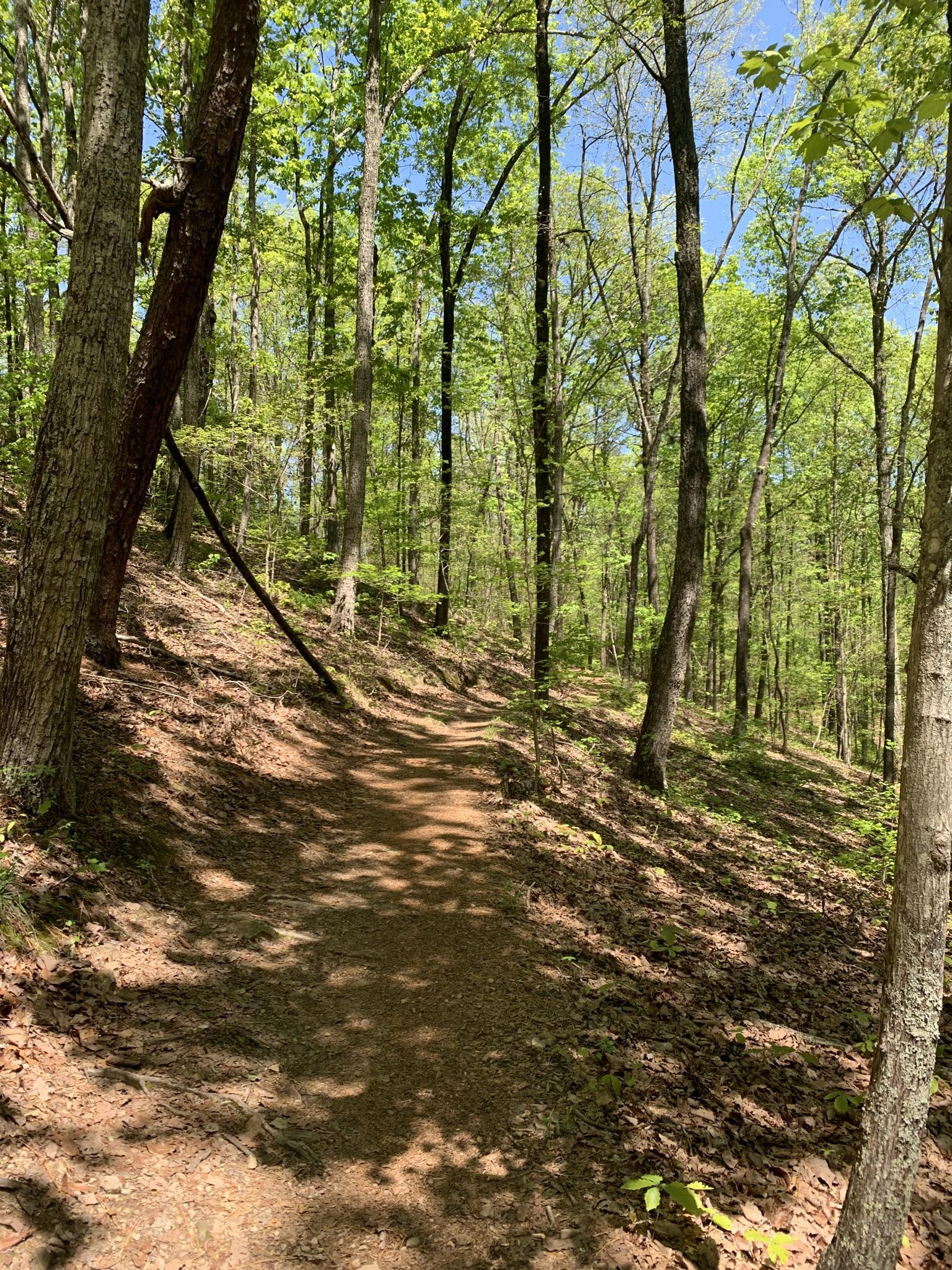 Shaded dirt path uphill through a vibrant green forest on a sunny day.
