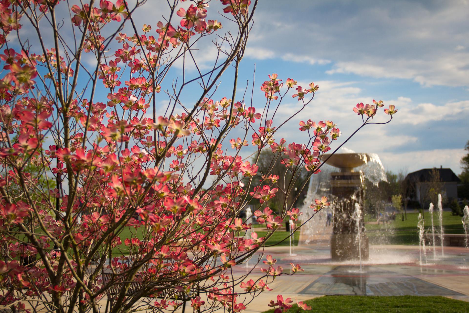 Pink flowering tree in foreground with a large fountain under a cloudy sky.