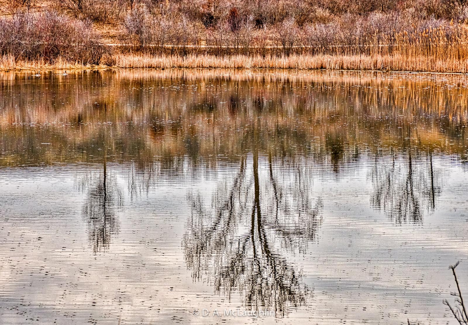 Calm water reflecting bare trees and dry reeds under soft light.