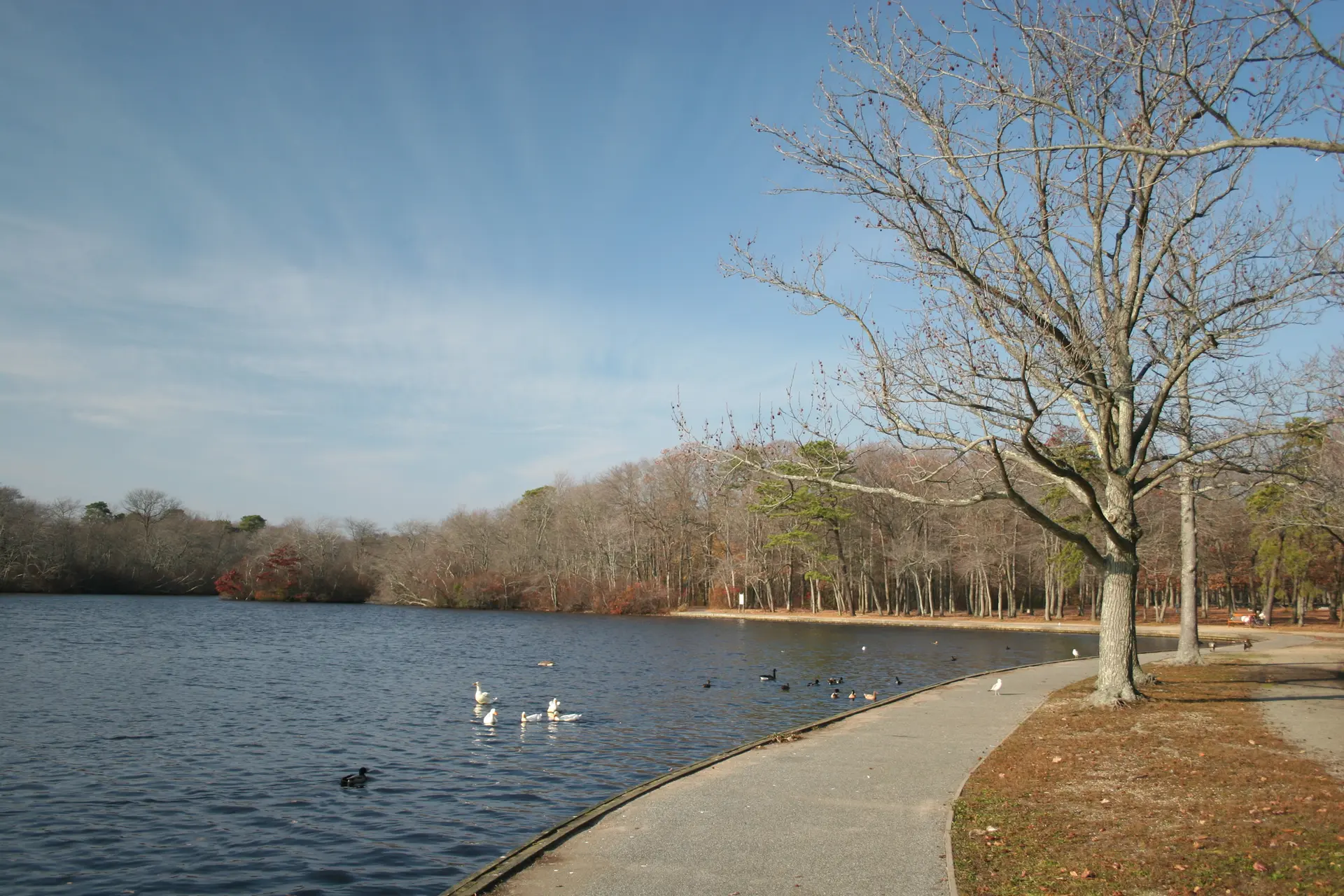 Lakeside path with ducks on the water and bare trees under a clear sky.