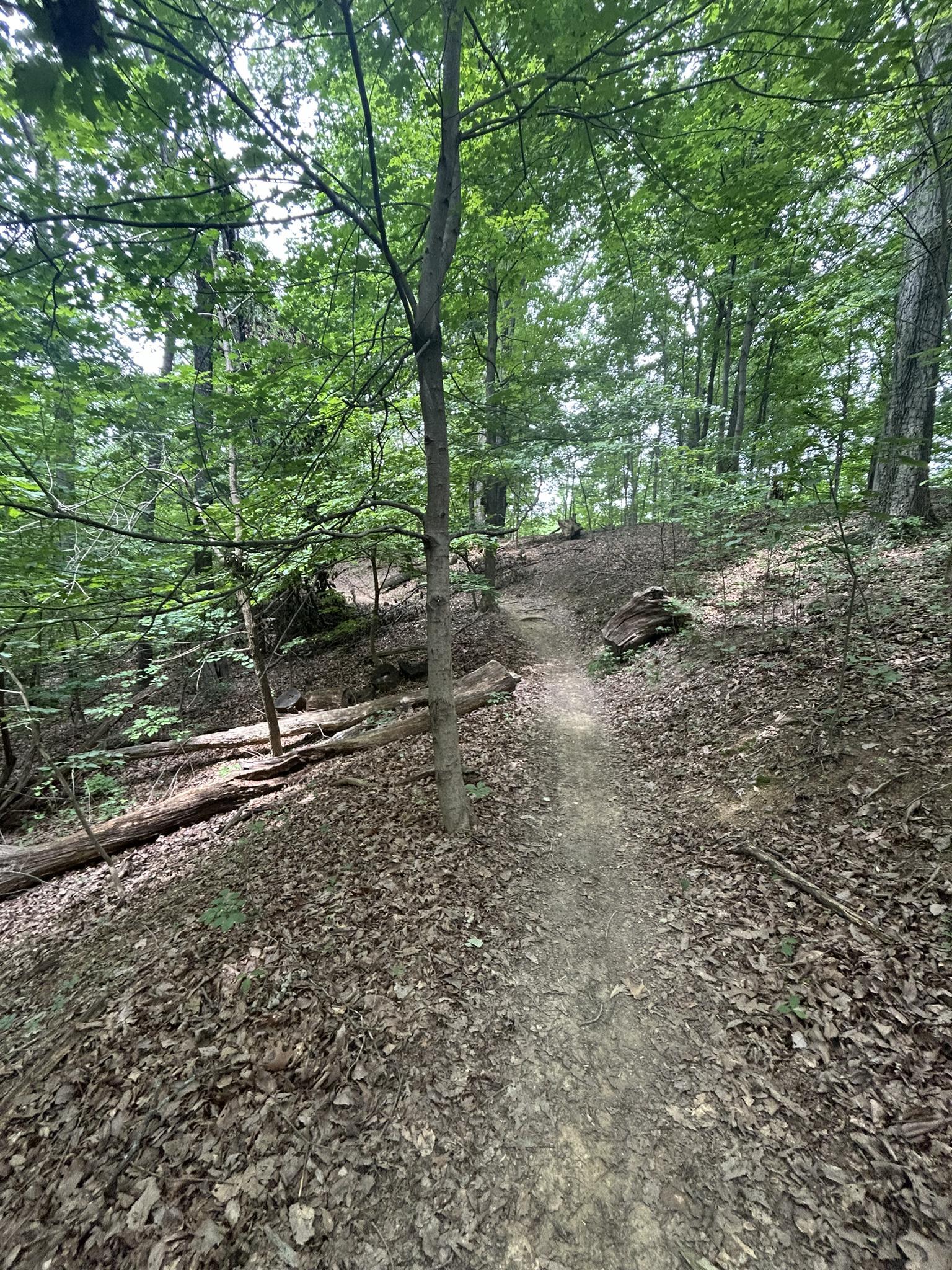 Straight dirt trail through a sunlit forest with fallen logs and green trees.