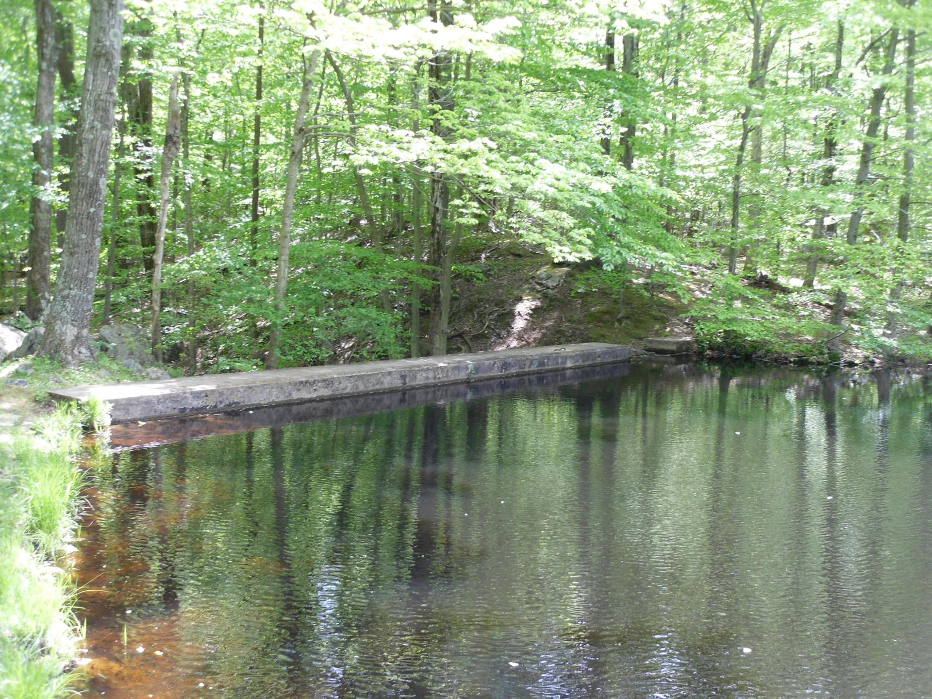 Calm pond with a concrete edge, surrounded by dense green forest.