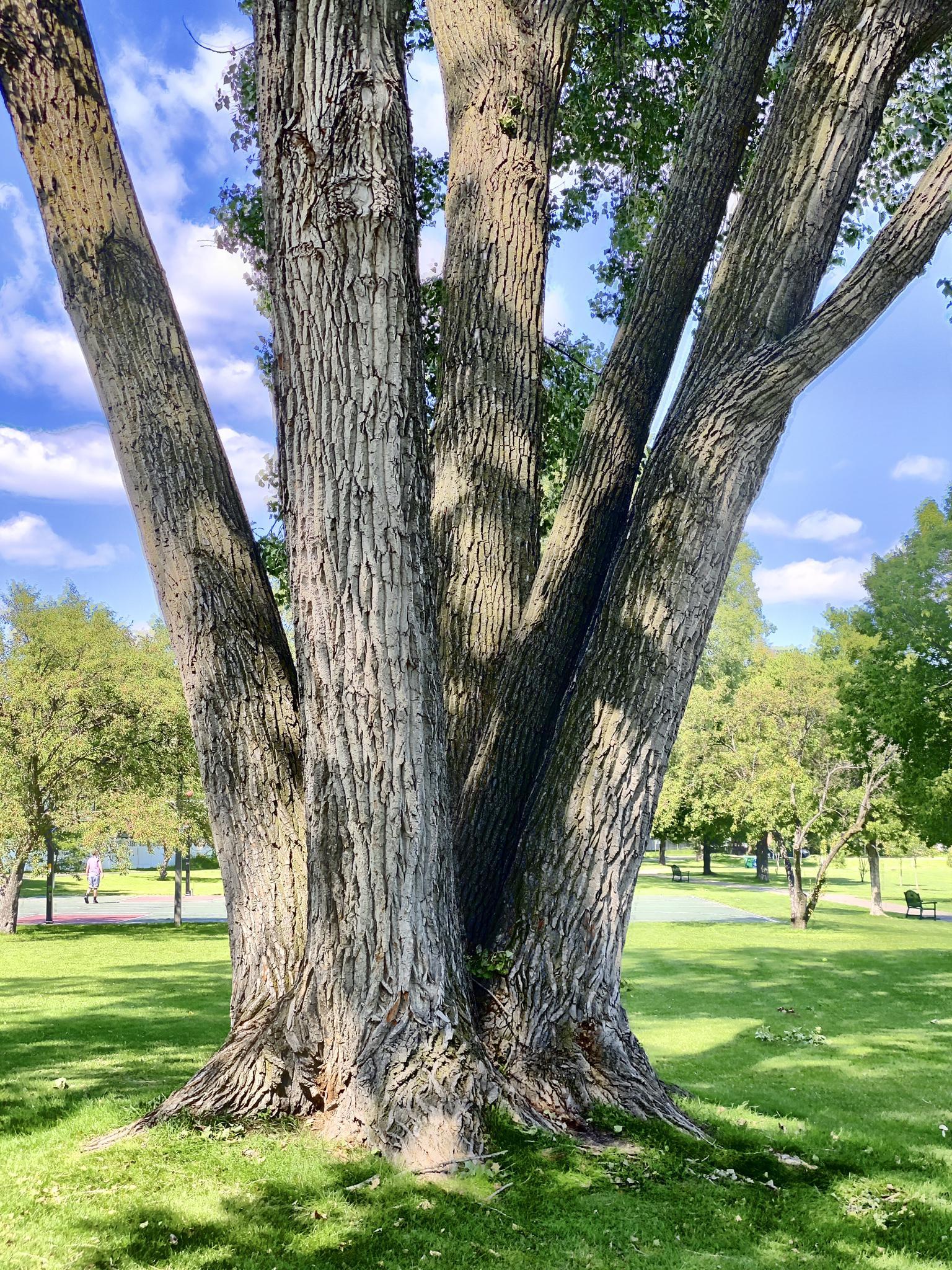 A massive tree with multiple trunks stands in a sunny green park.