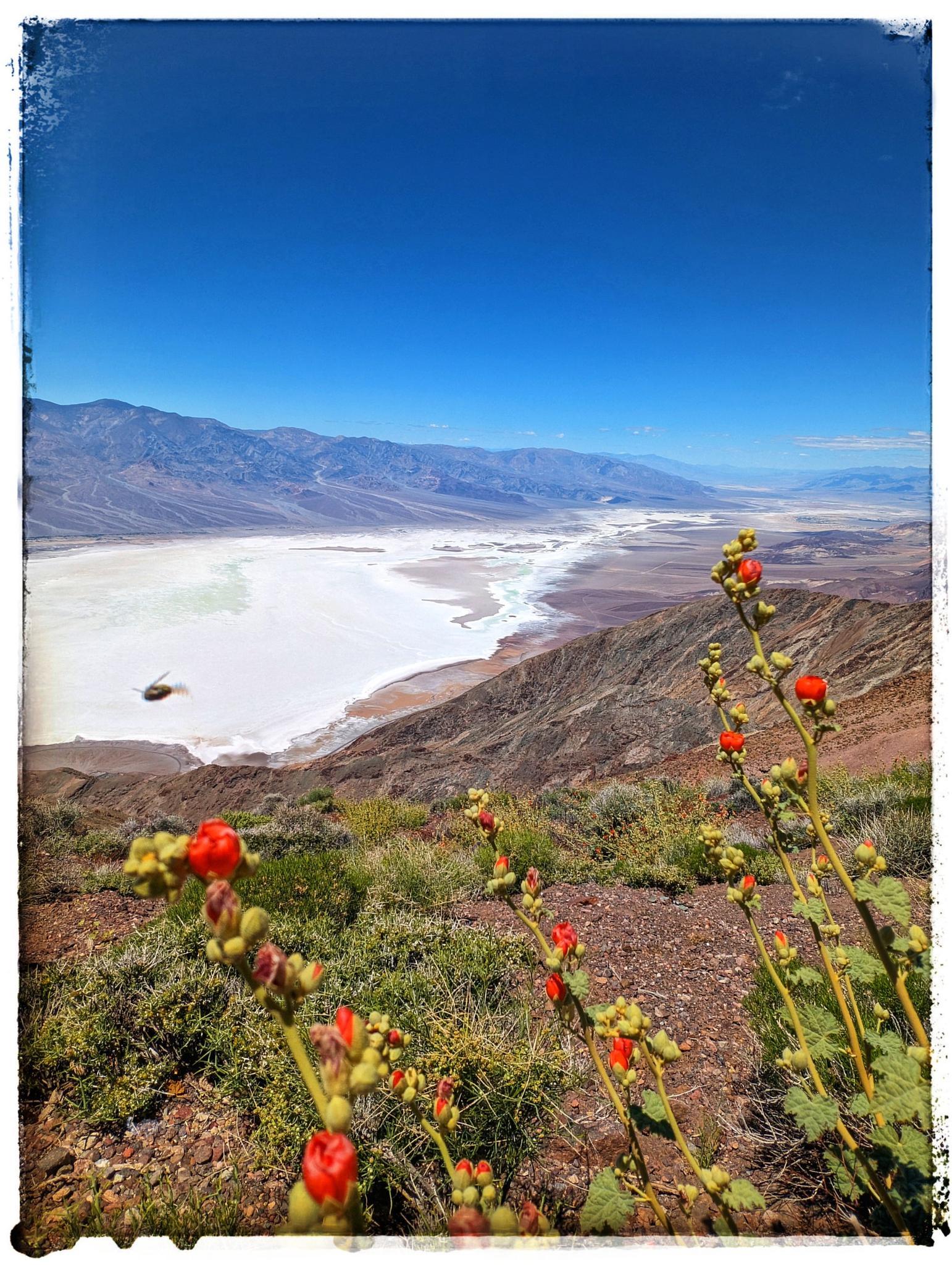 Vibrant red wildflowers in the foreground overlooking a vast desert valley.
