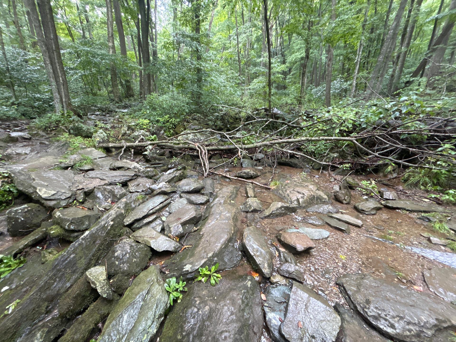 Rocky stream bed with a fallen tree branch in a green forest.