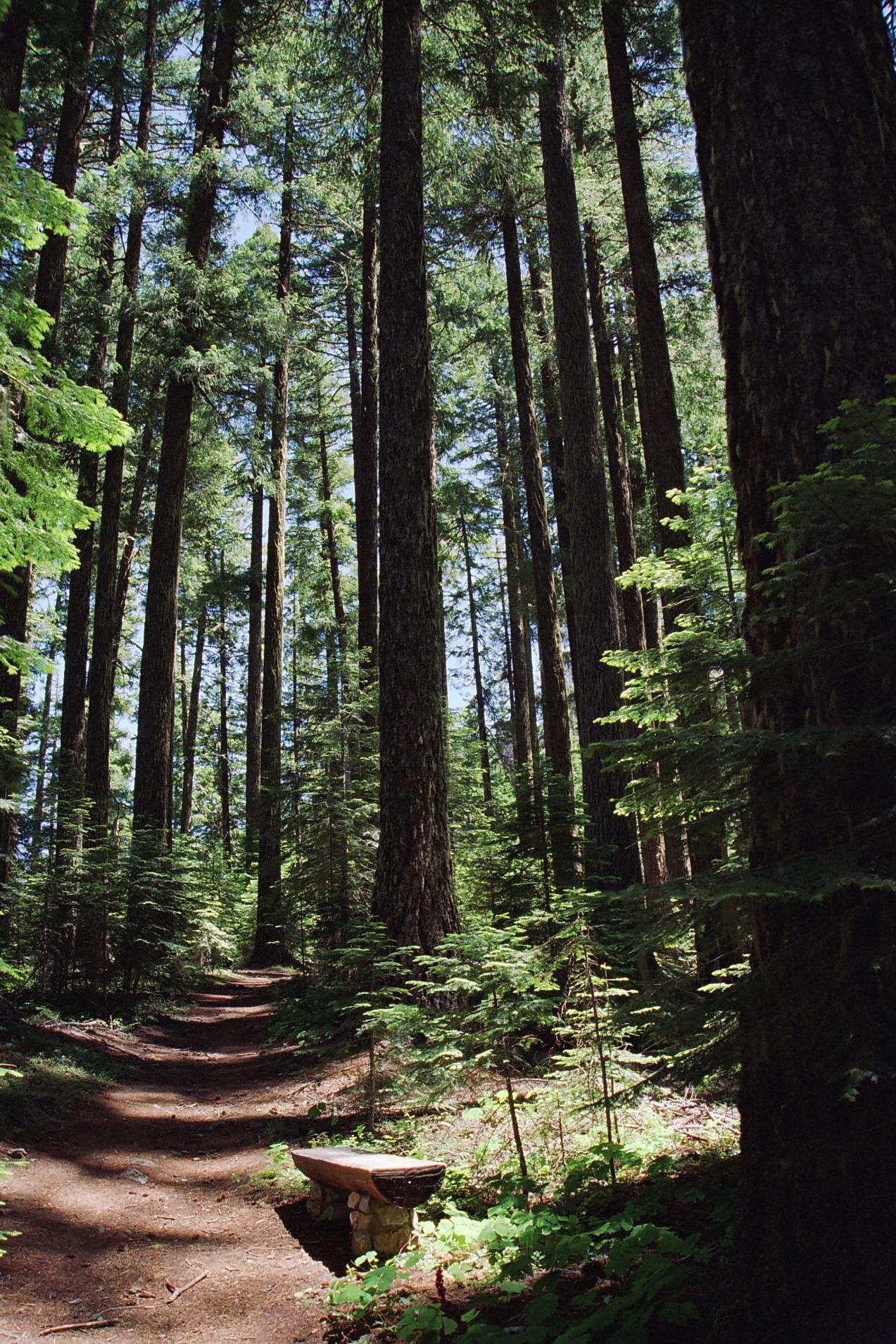 Dappled sunlight illuminates a winding forest path through tall evergreen trees.