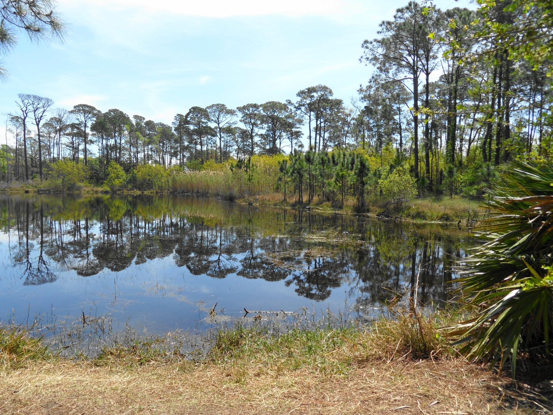 Sunny pond reflects tall pine trees and green vegetation.