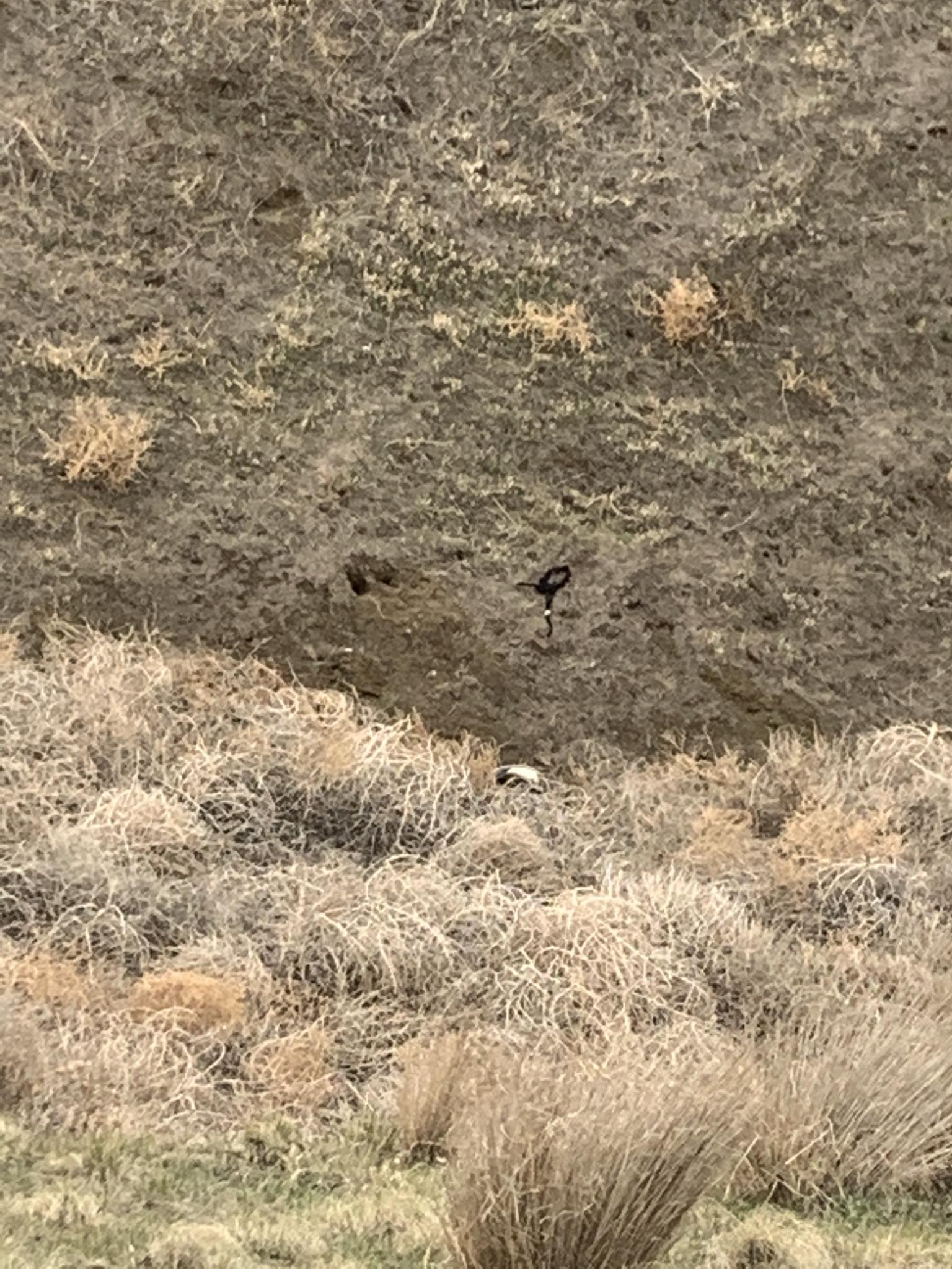 Close-up of a dry, rocky hillside with sparse brush and a small black object.