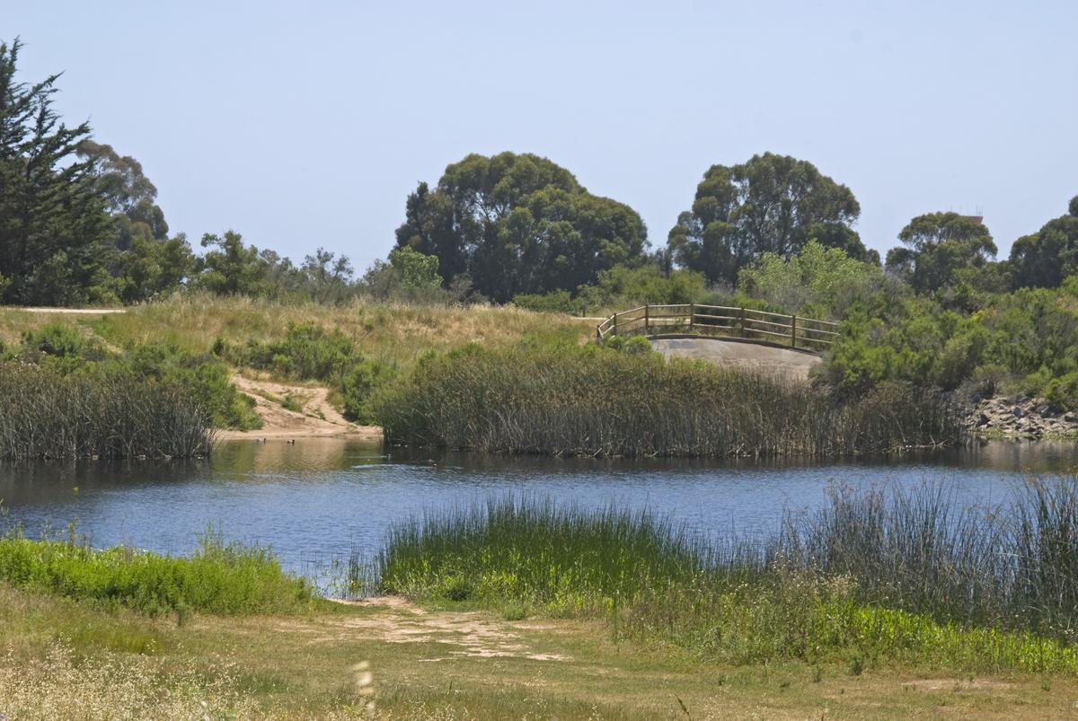 A sunny landscape with a pond, reeds, and a wooden bridge over a bank.