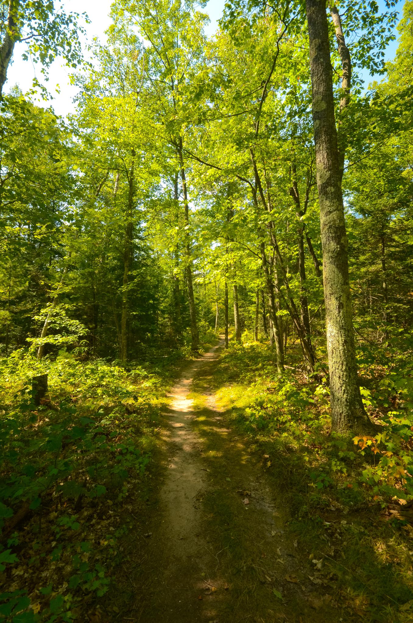 A sun-dappled dirt path winds through a vibrant green forest.
