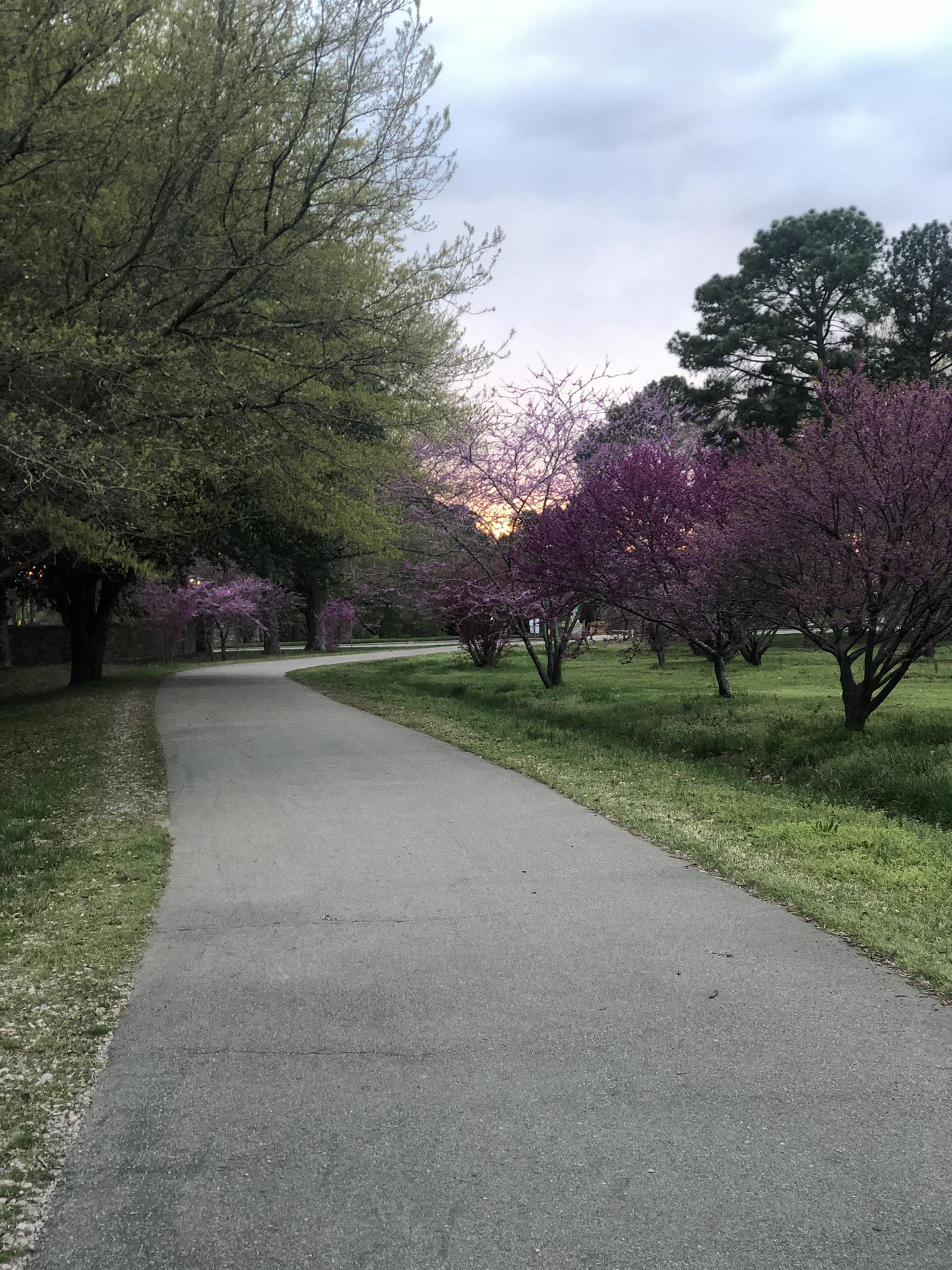 Paved path winding through a park with purple blossoming trees at sunset.