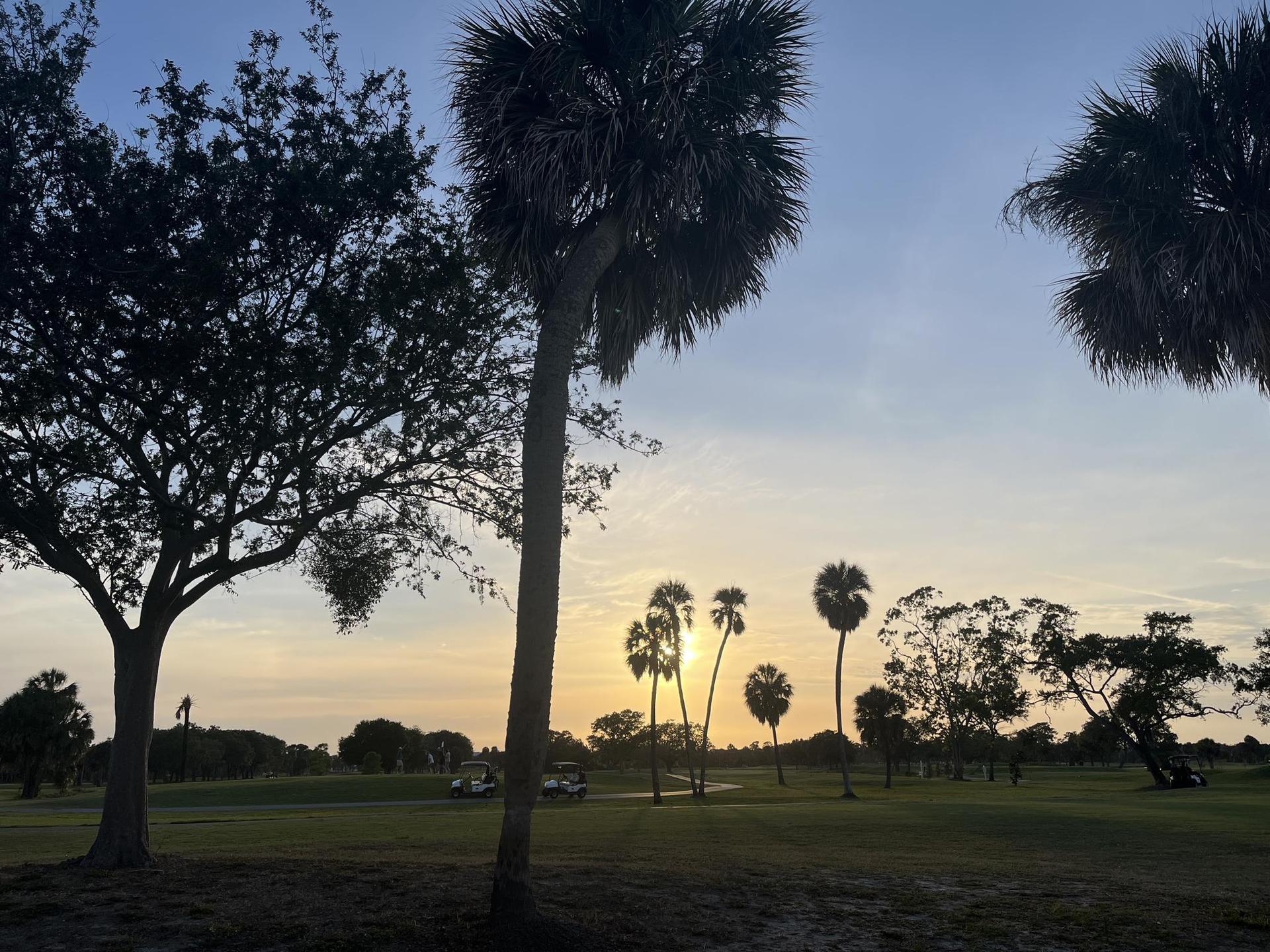 Silhouetted palm trees and other trees against a colorful sunset sky.