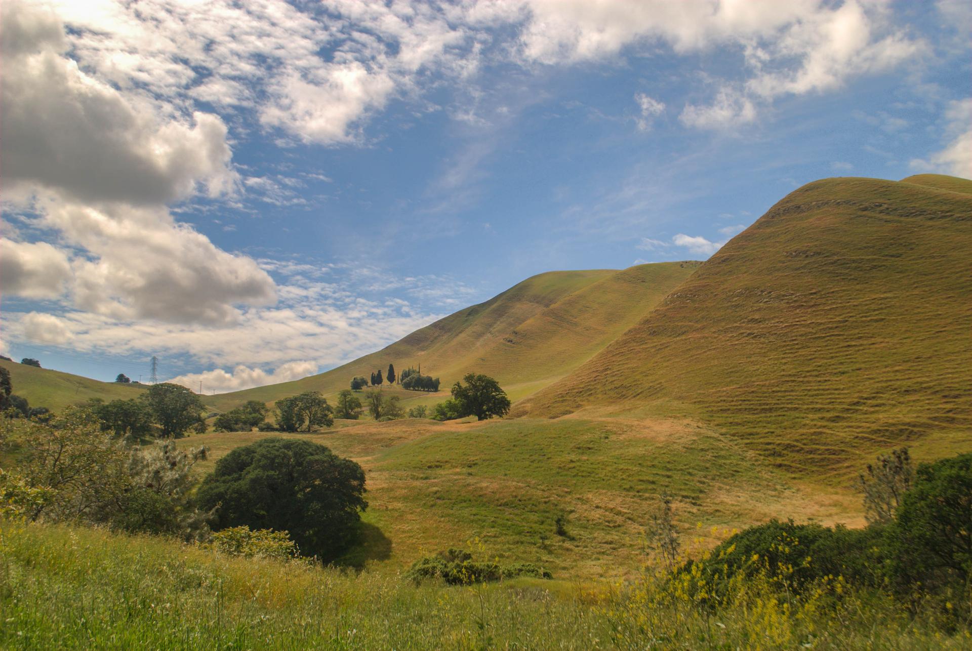 Golden-green rolling hills under a bright, cloudy sky with scattered trees.