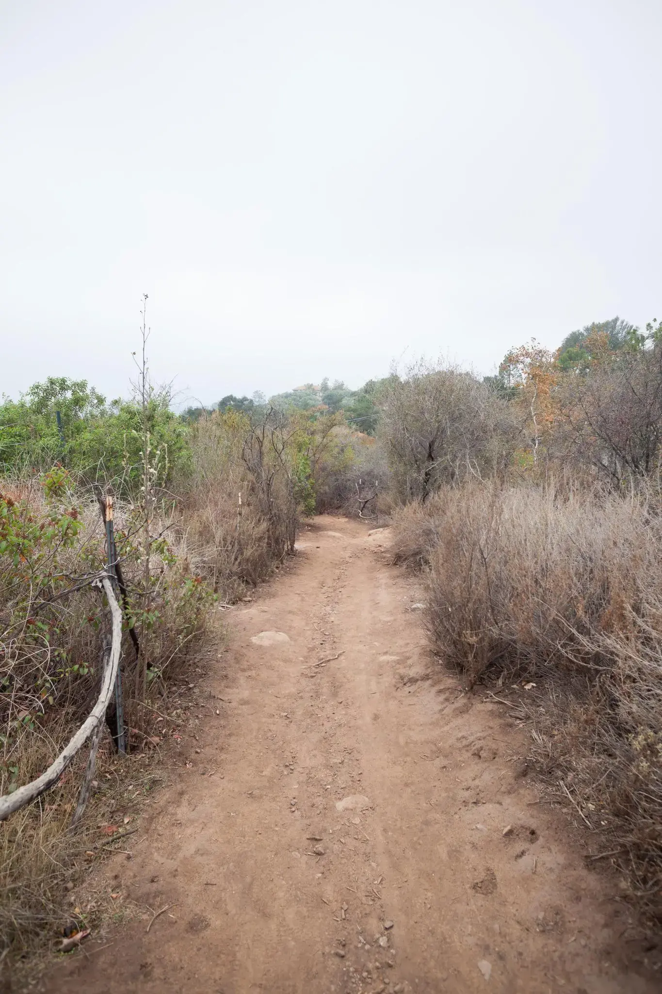 Narrow dirt path winding through dense, dry brush under a hazy sky.