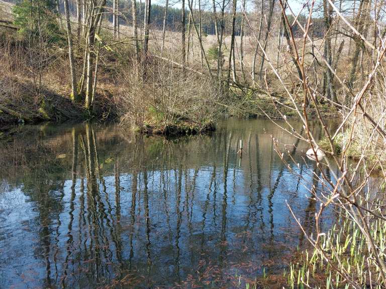 Schöner Teich im Wald Wanderungen und Rundwege komoot