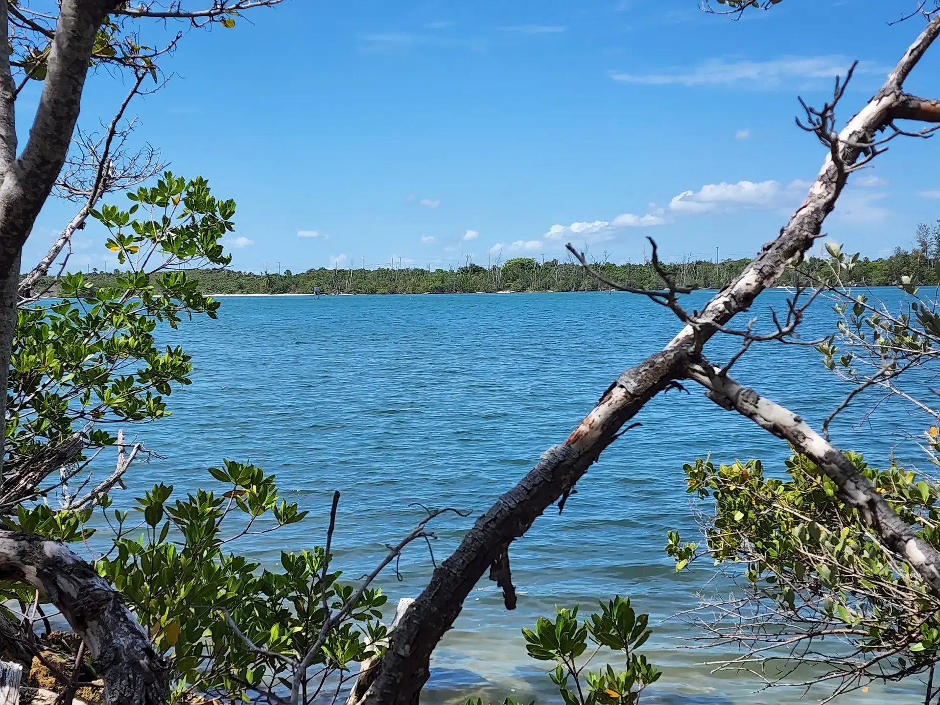 A calm blue water body framed by green foliage and tree branches on a sunny day.