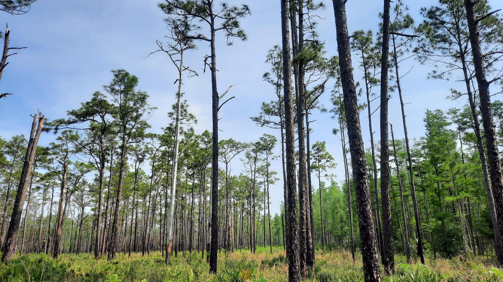 Tall, slender pine trees stand in a sunlit forest with green undergrowth.