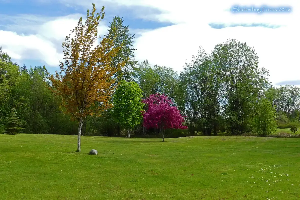 Vibrant green lawn with diverse trees, including one with bright pink leaves.