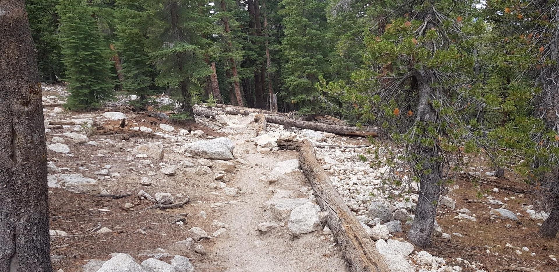 A winding dirt path through a forest with rocks and fallen logs.