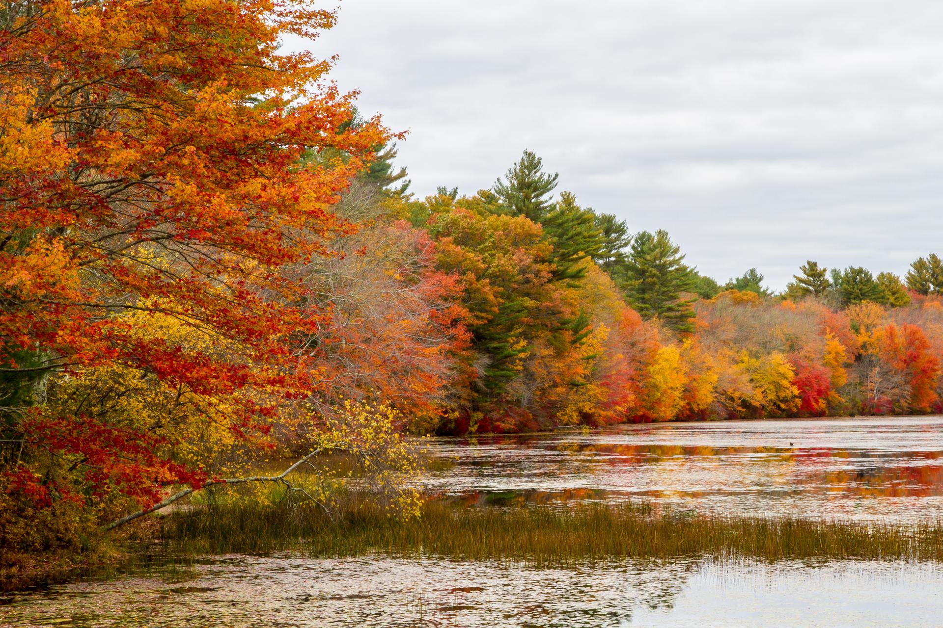 Vibrant autumn trees line a calm body of water under an overcast sky.