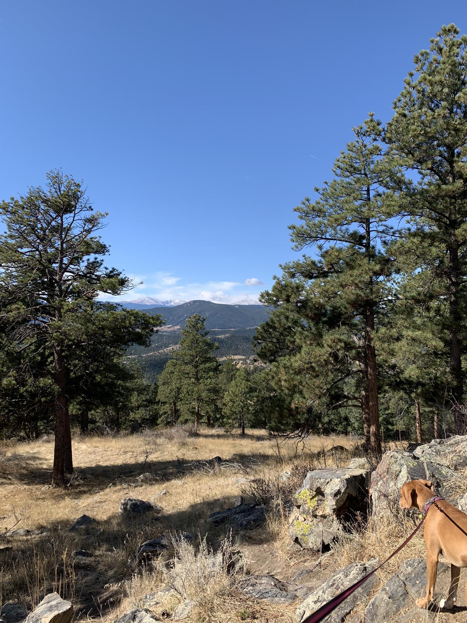 A dog on a leash stands on a rocky, grassy path with pine trees.