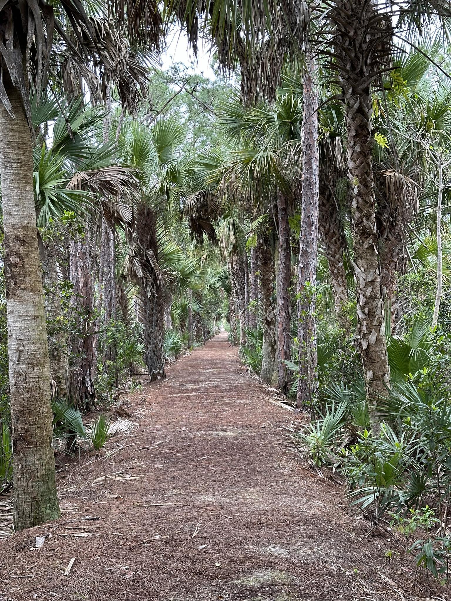 Long dirt path through a dense palm tree forest.