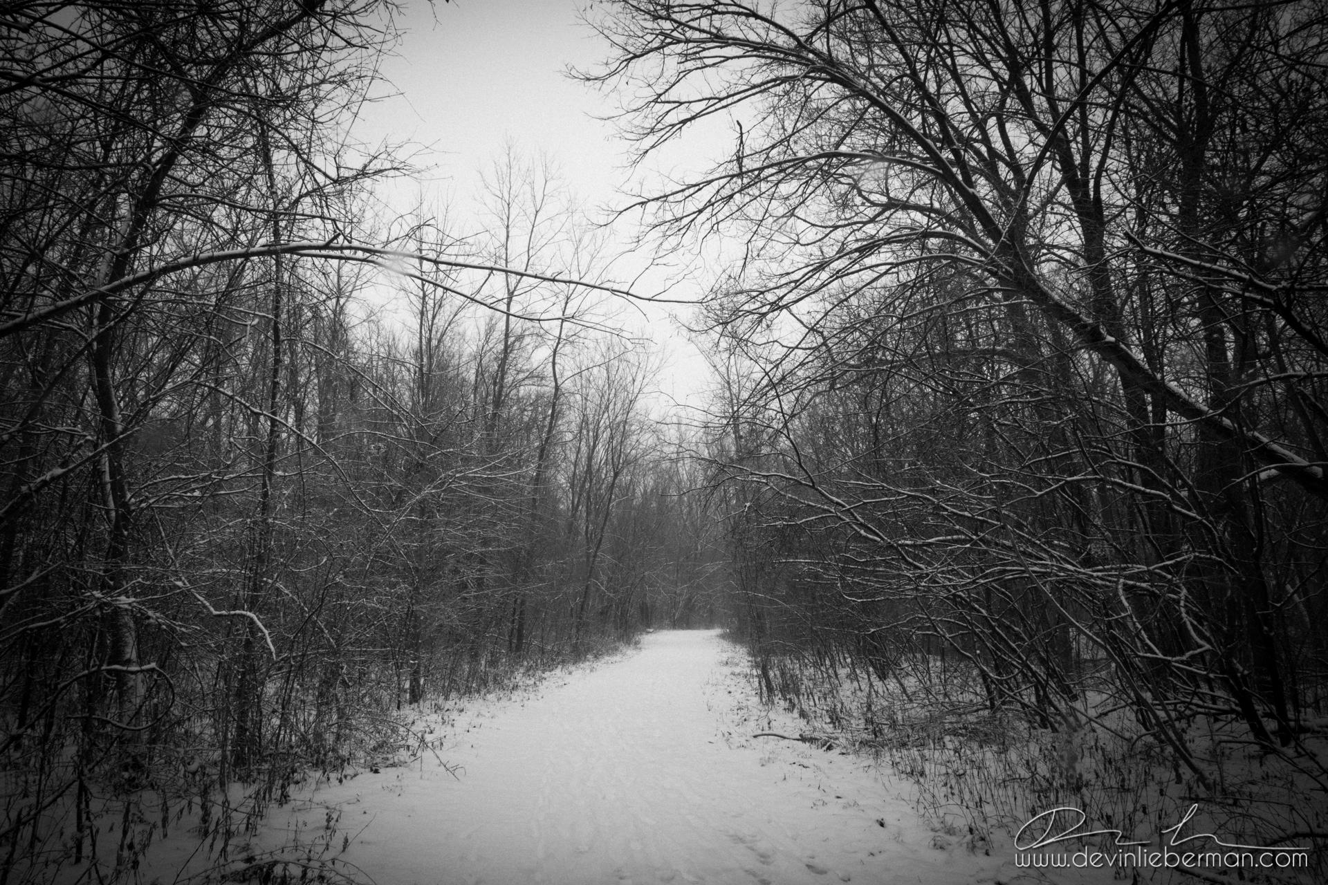 Black and white image of a snowy path through a dense winter forest.
