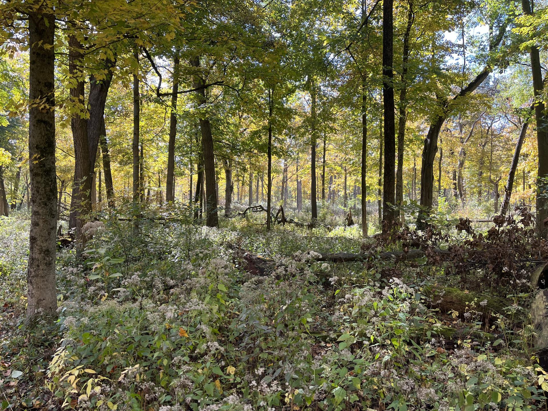 Sunlit forest with green and yellow trees and thick ground cover.