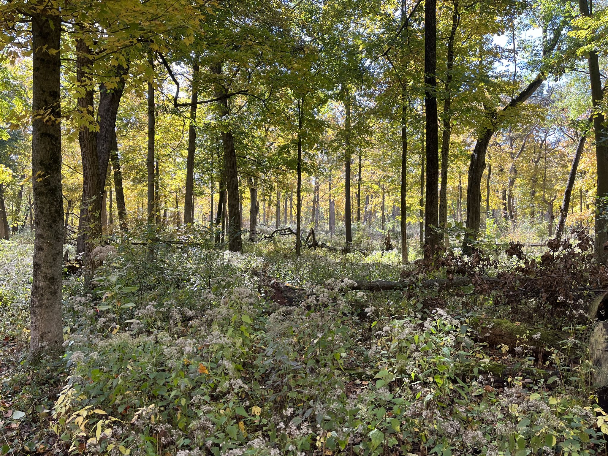 Sunlit forest with green and yellow trees and thick ground cover. - Old Plank Road Trail