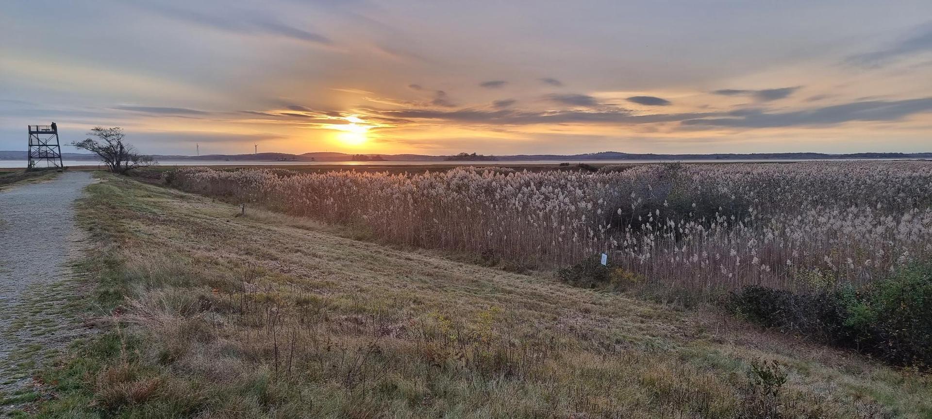 Sunset over a wide marshland with tall reeds, a path, and a small structure.