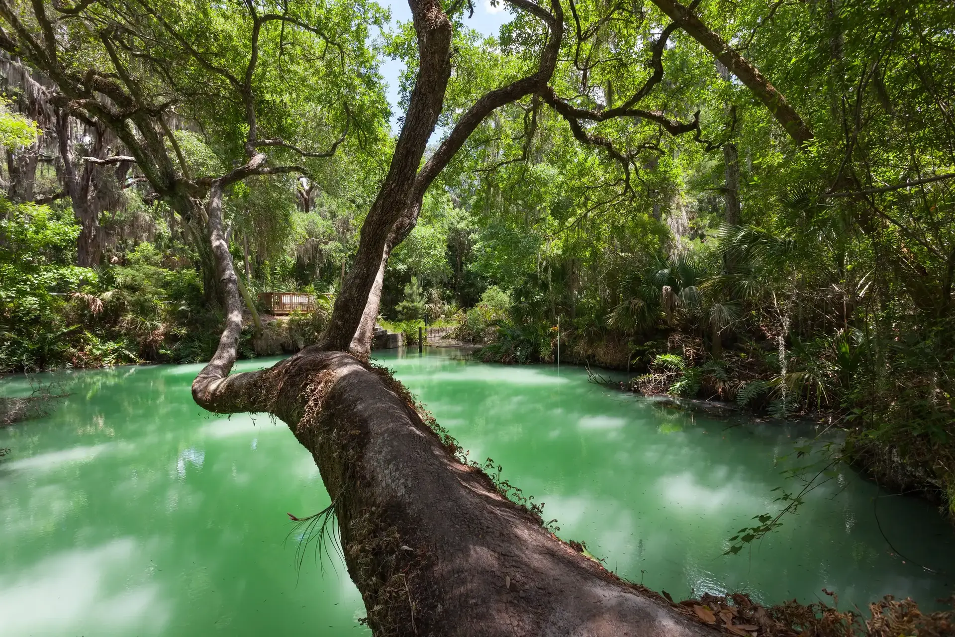 Vibrant green water surrounded by dense forest, with a large tree branch.