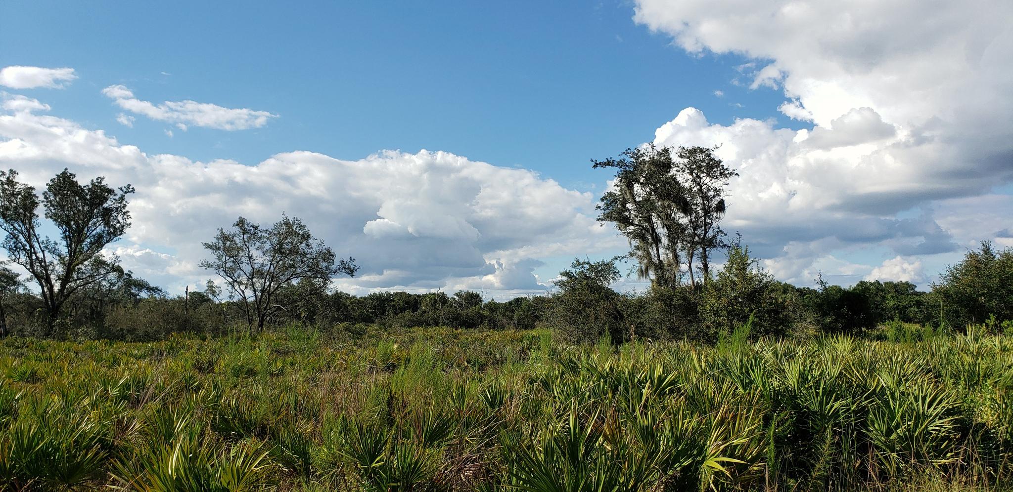 Sunny field with tall grass, scattered trees, and white clouds in blue sky.