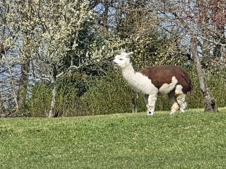 Alpaka Gehege zwischen Gagg. Michelbach und Sulzbach Wanderungen